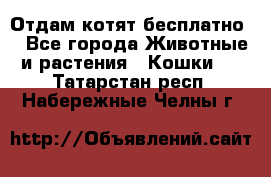 Отдам котят бесплатно  - Все города Животные и растения » Кошки   . Татарстан респ.,Набережные Челны г.